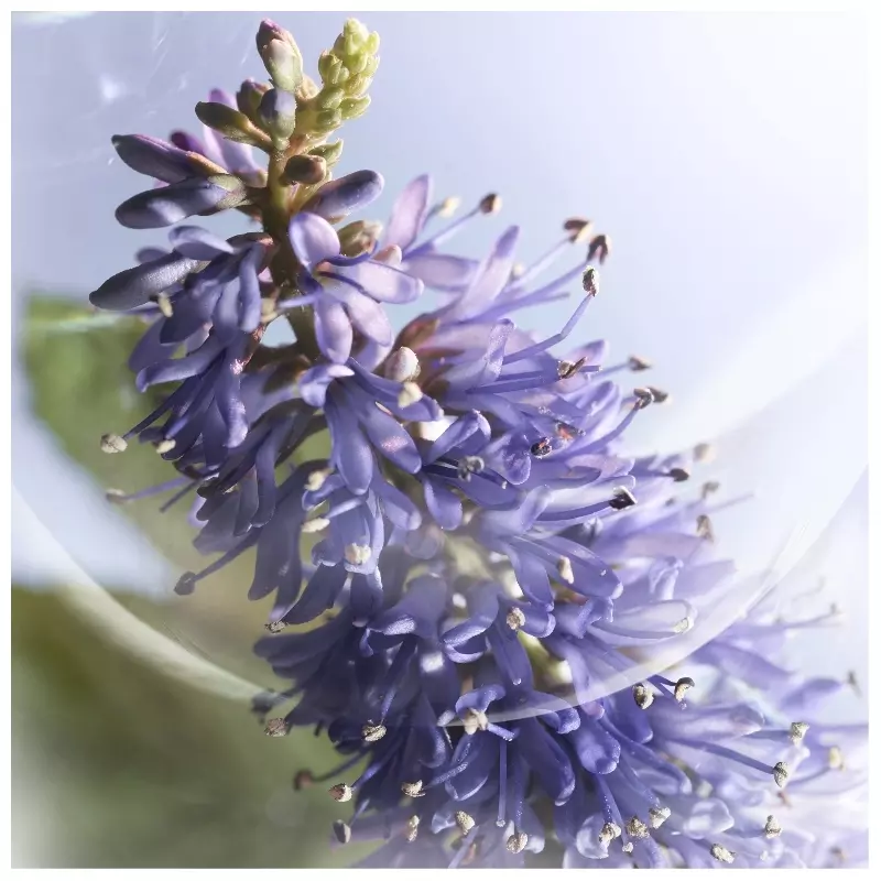 Lancôme La Vie Est Belle Iris Absolu EDP 50 ml