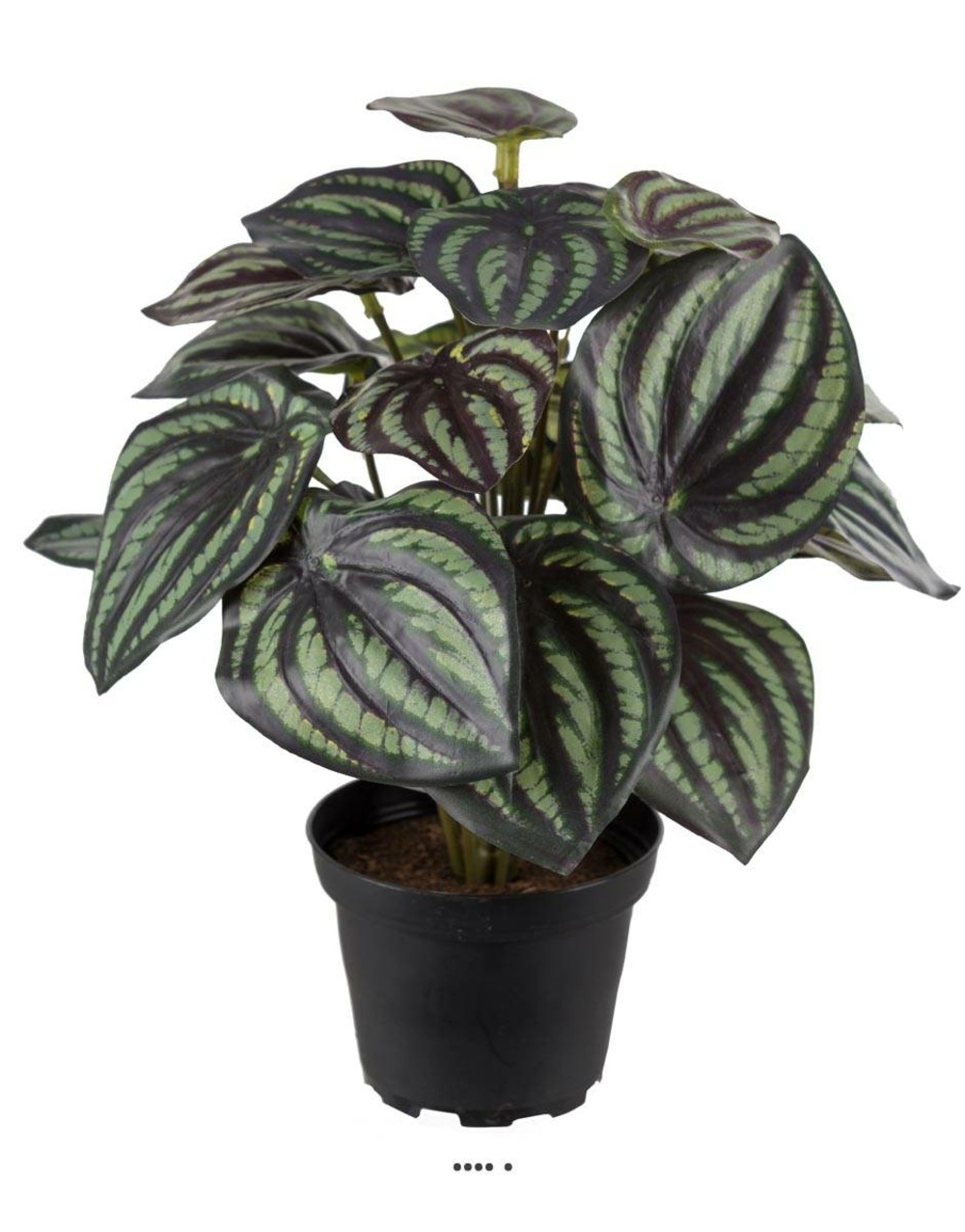 Peperomia fausse plante en pot lesté h25cmd20cm top qualité blanc-vert - choisis