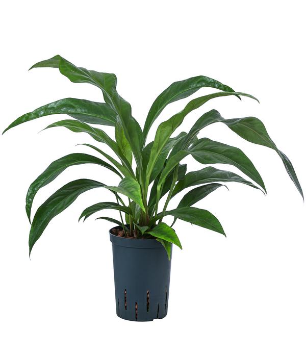 Blattanthurie - Anthurium ellipticum 'Jungle