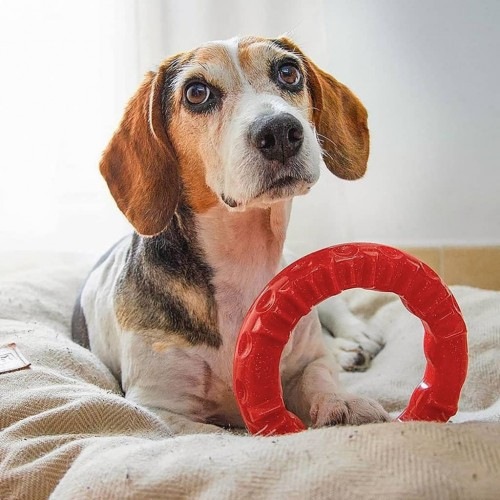 Anel dental Ferplast Smile vermelho para cães