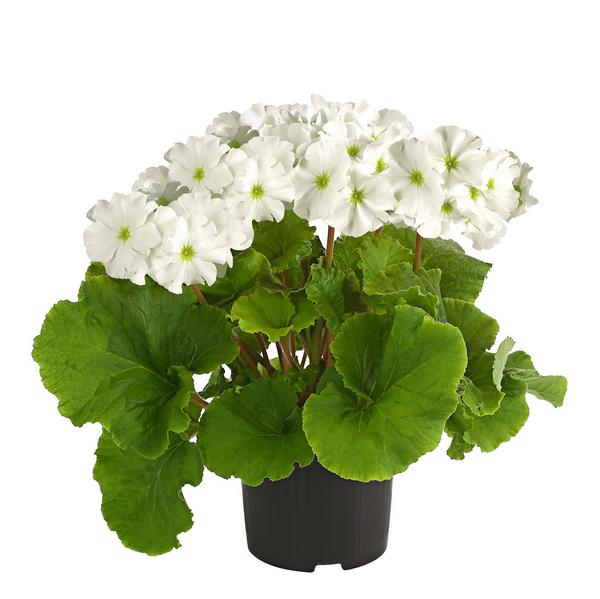 Becherprimel - Primula obconica 'Touch Me'