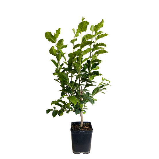 Magnolia soulangeana pot de 5 litres
