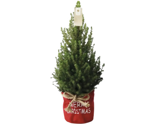 Suikerbroodspar in duozak FloraSelf H 60-70 cm D 17 cm
