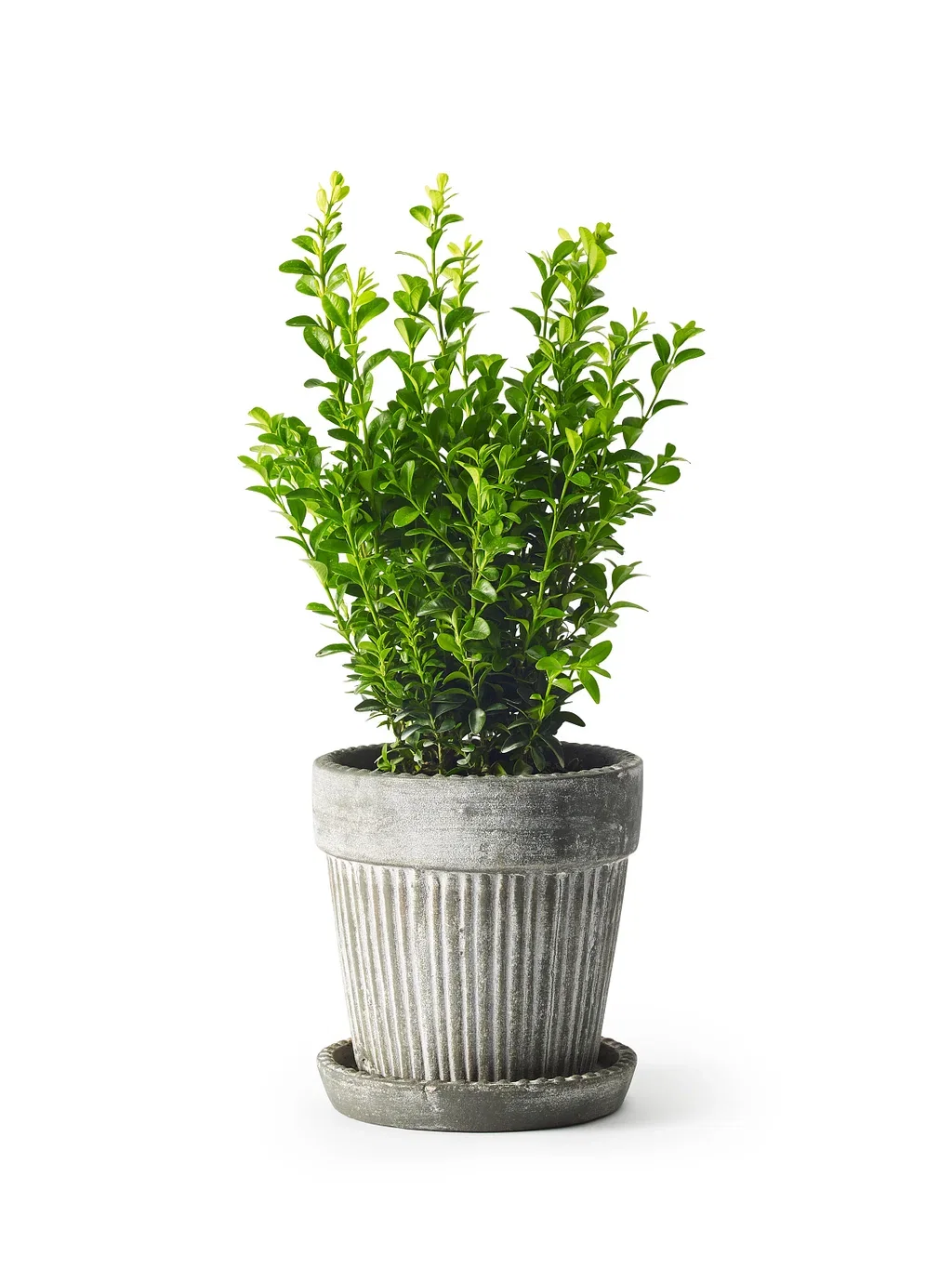 Buxus sempervirens 'Arborescens' Europabuksbom, busk Ø13 cm