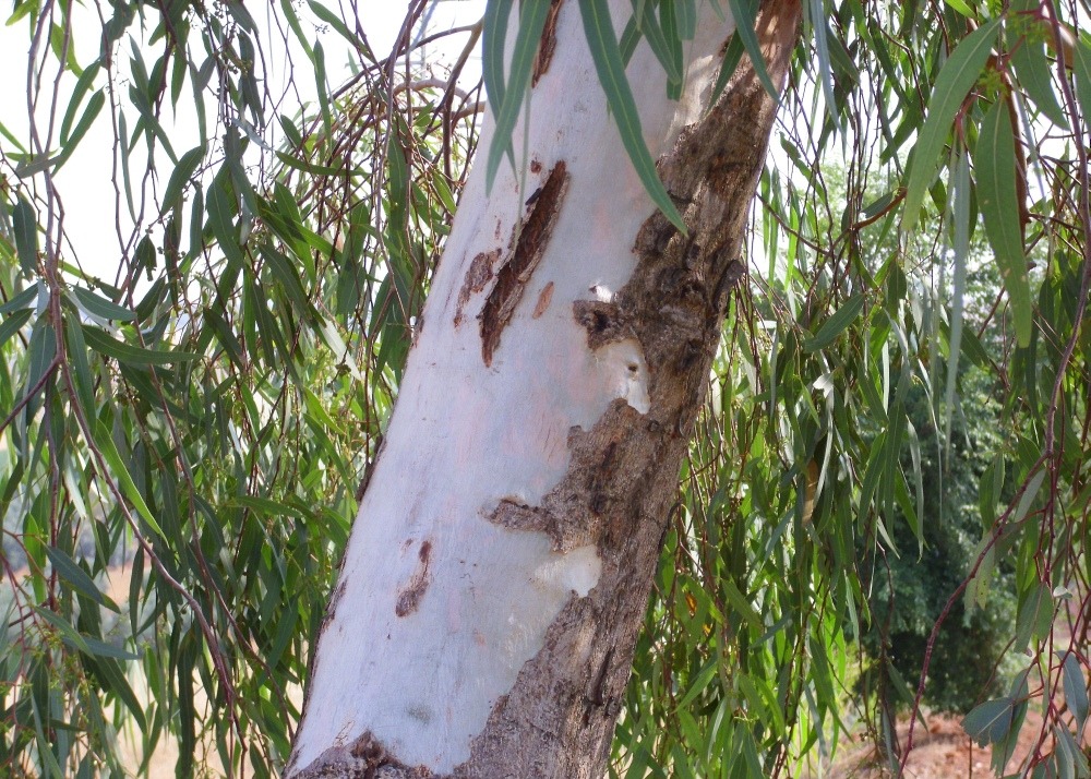 Gommier des rivières - 200 graines - avec substrat - eucalyptus camaldulensis