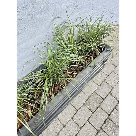 Luksus plantekasse sorte traller 170 cm