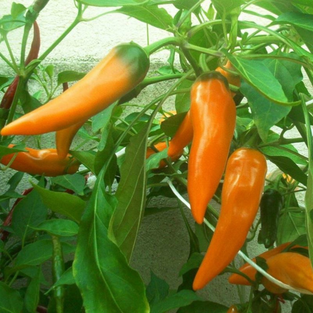Plant poivron tequila sunset bio