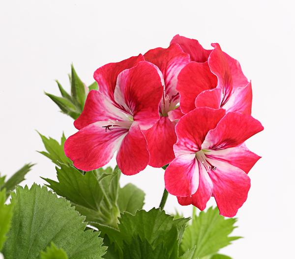 Edelgeranie, Stämmchen