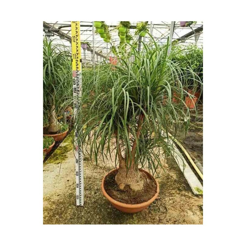 Beaucarnea recurvata [syn. Nolina r.] specimen taille pot de 40l - 1 tronc - 150/175cm