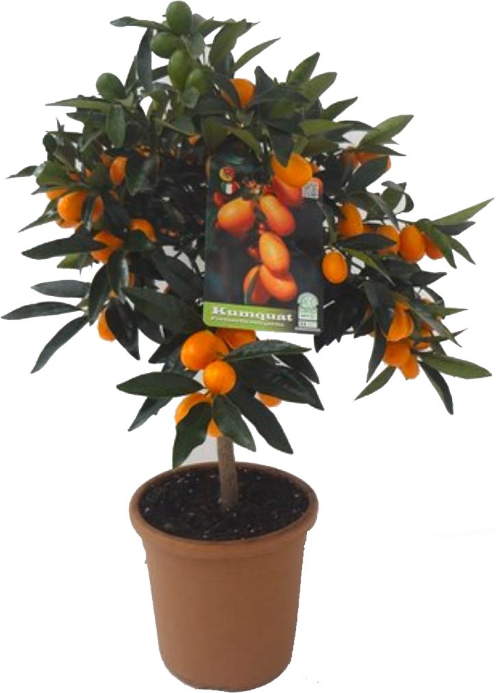 Chinese kumquat (Citrus sinensis 'Kumquat') D 20 H 80 cm