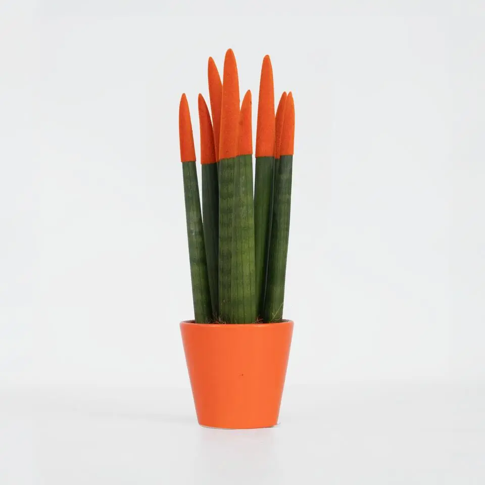 Afrikaanse Speerplant - Sansevieria cylindrica - Hoogte 20-40cm - Pot 9cm