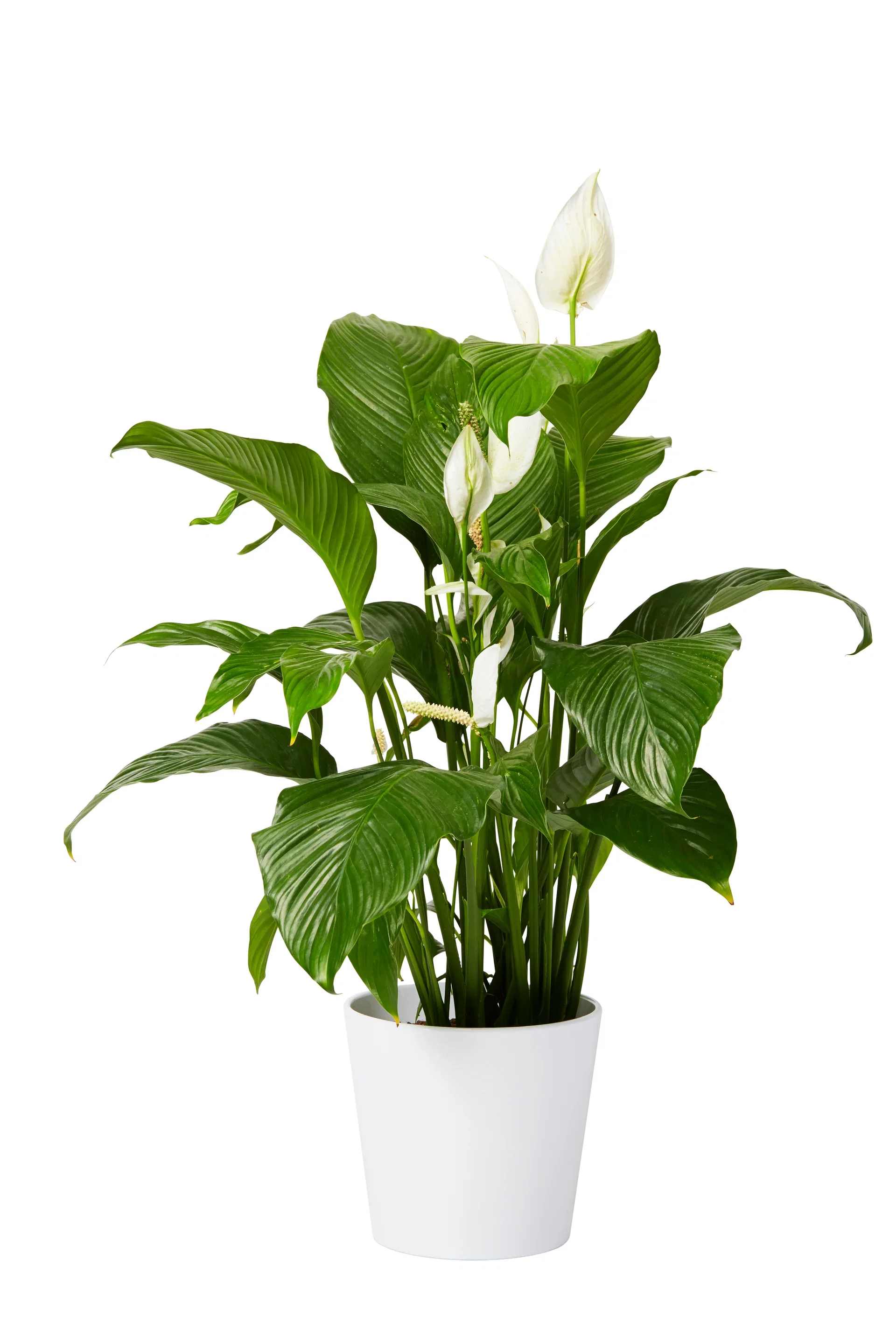 Spathiphyllum 'Sweet Lauretta' Fredslilje Høyde 100 cm