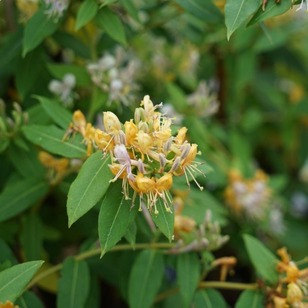 Chèvrefeuille caprilia®ever 'inov42' - lonicera 3l