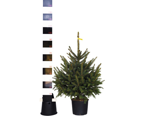 Blauwe spar, blauwe Colorado spar H 80-100 cm Co 7,5 L Kerstboom, gesnoeid en in pot