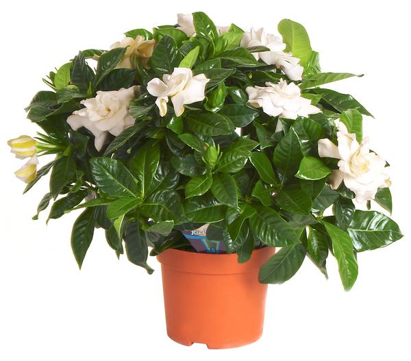Gardenie - Gardenia jasminoides, creme