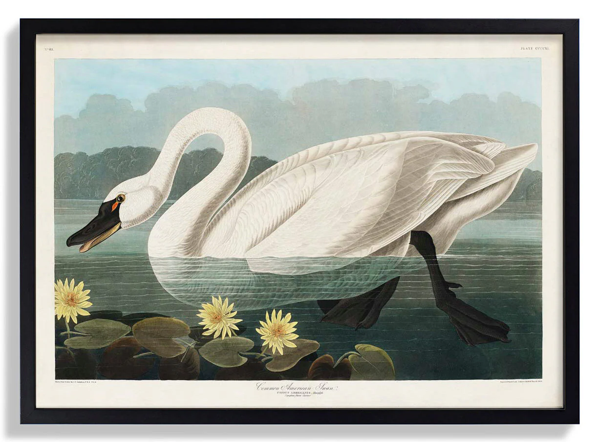 Gewöhnlicher amerikanischer Schwan Kunstdruck