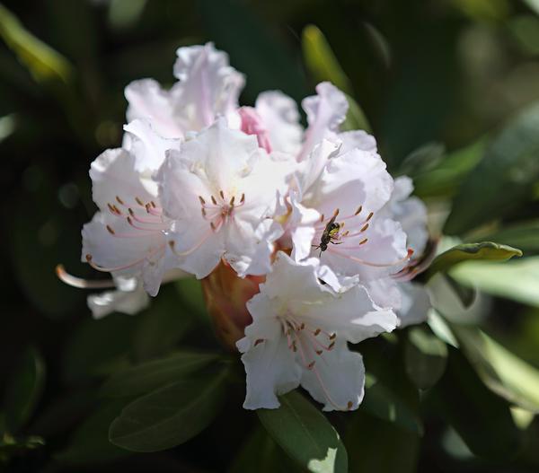 Rhododendron