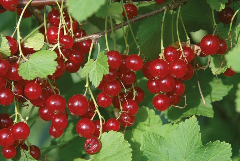 Ribes rubrum 'Jonkheer van Tets' 4,5L Rips Rød 'Jonkheer van Tets' Ø22 cm