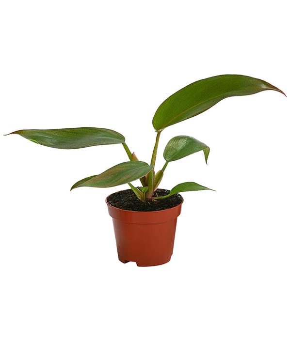 Zimmerpflanzen-Set Urban Jungle, 3-teilig