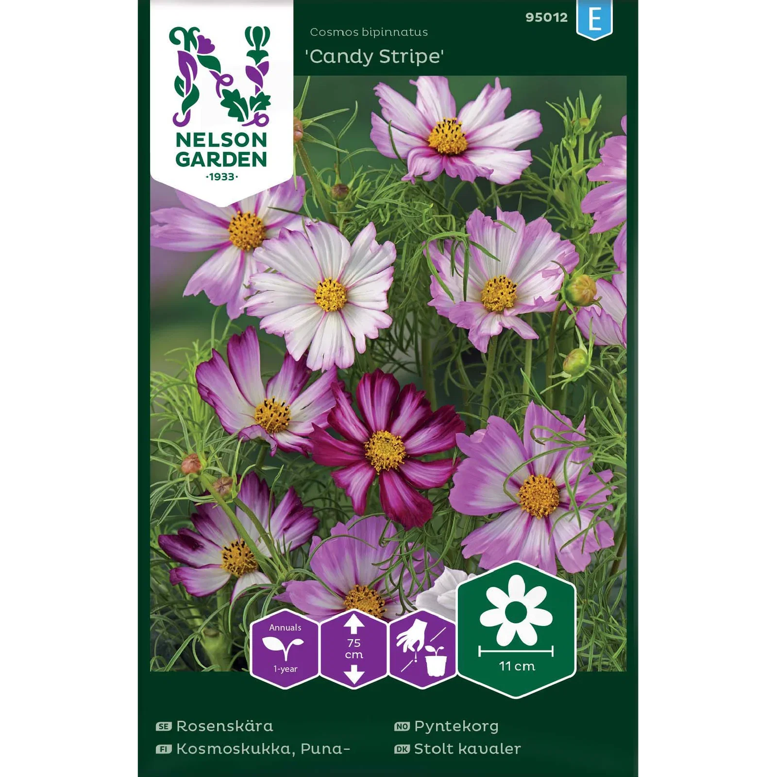 Cosmos bipinnatus 'Candy Stripe' Pyntekorg 'Candy Stripe'