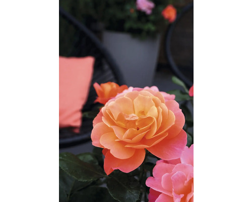Floribunda Roos 'Sugar Candy' FloraSelf Rosa 'Sugar Candy' Co 3.5 L