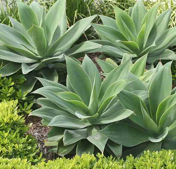 Agave attenuata taille pot de 45l - 80/100cm