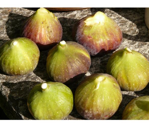 Feige 'Grise de Tarascon'