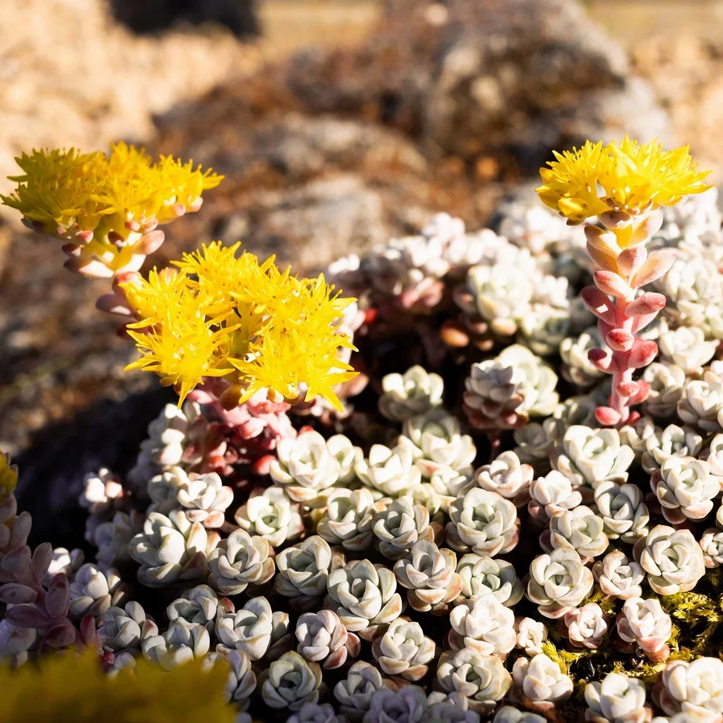 Sedum spathulifolium 'Cape Blanco' Sølvbergknapp  'Cape Blanco' Ø11 cm
