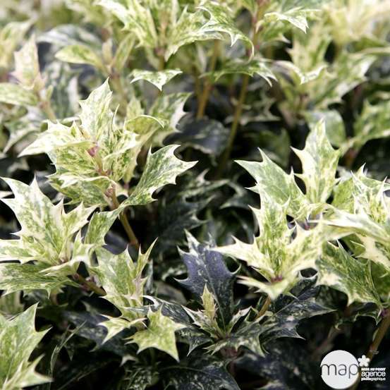 Osmanthus heterophyllus 'Goshiki' (='Tricolor') : touffe ctr 4,5L