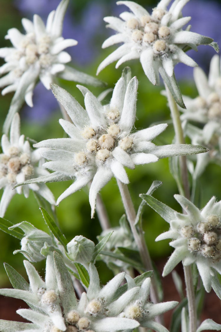 Edelweiss (Leontopodium alpinum) D 9 H 10 cm