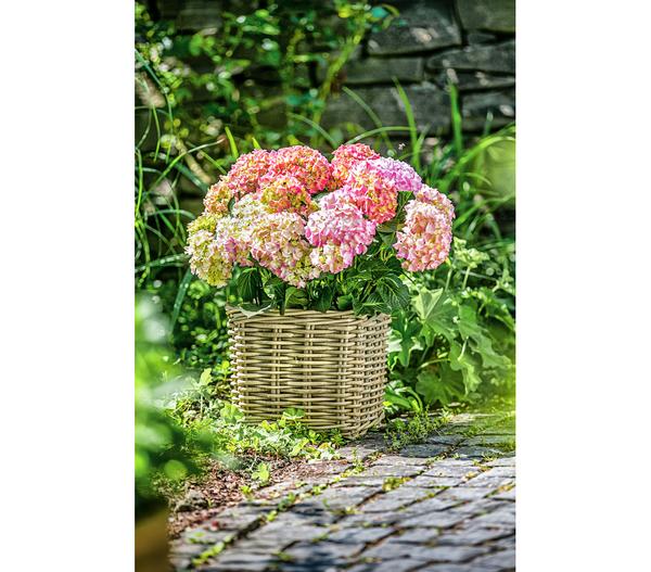 Van der Leeden Rattan-Topf, quadratisch,