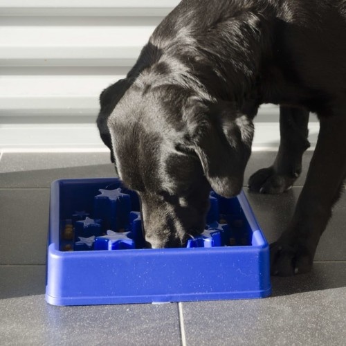 Comedouro lento quadrado para cães, azul