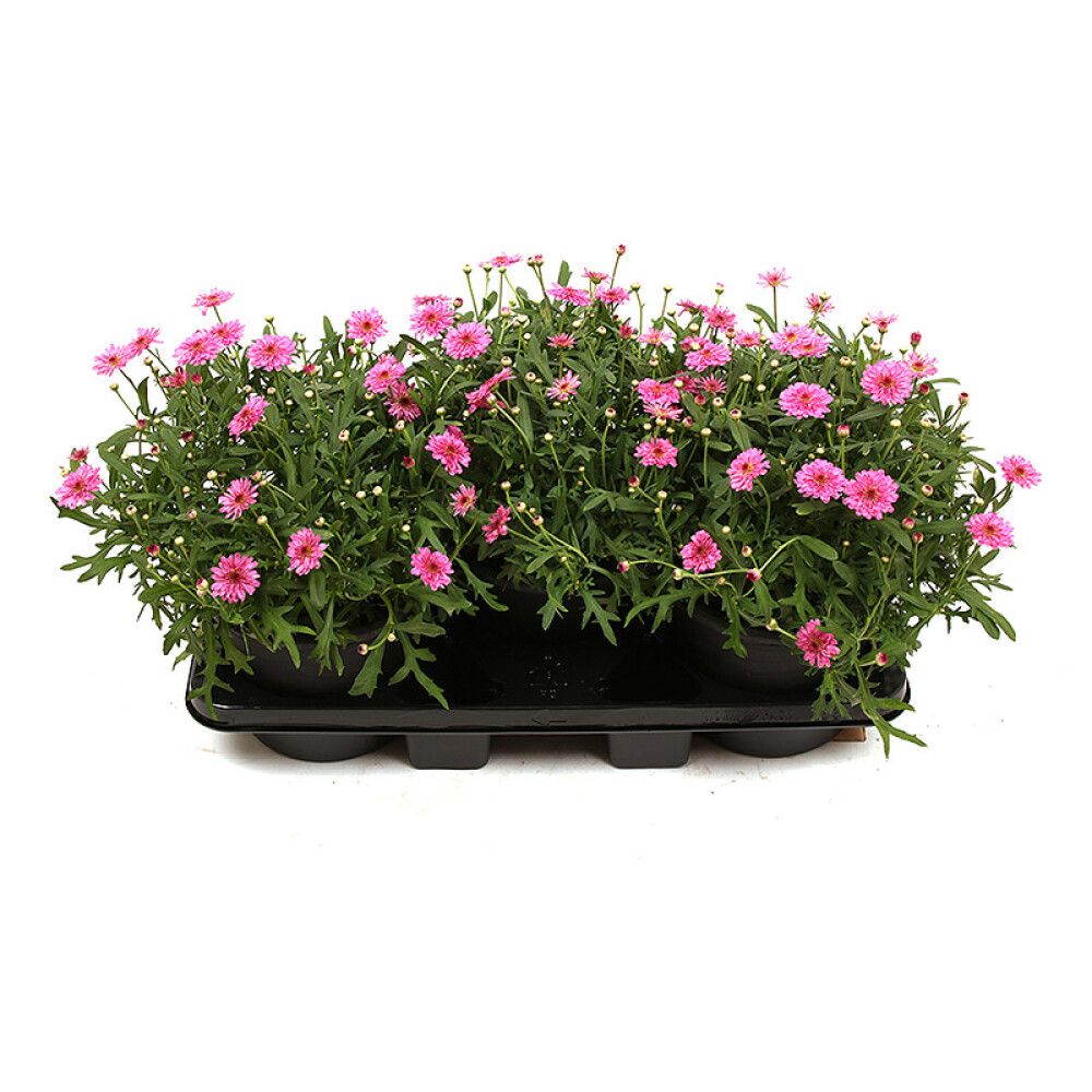 MARGERITTER Ø19CM