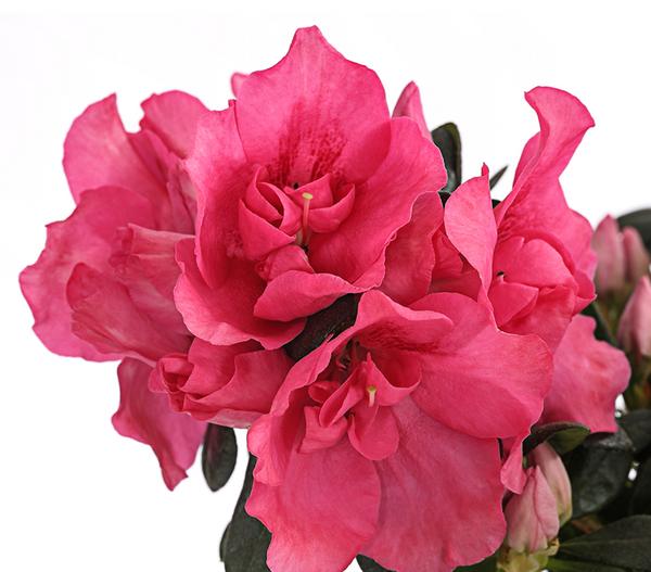 Zimmerazalee - Rhododendron simsii,