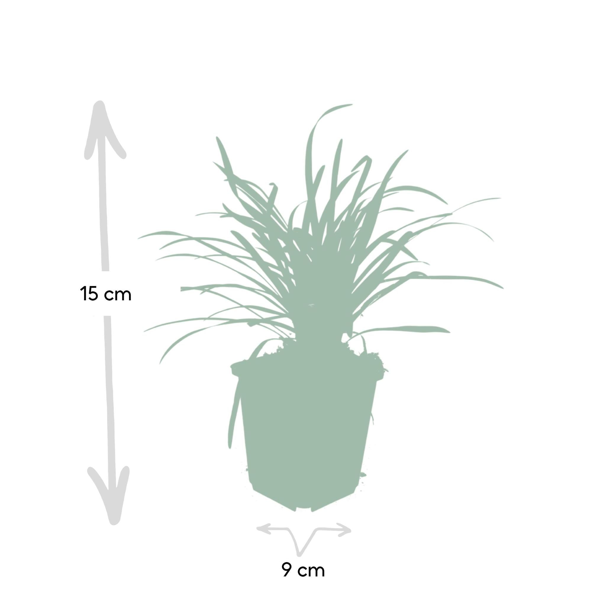 Liriope muscari 'big blue' - lot de 6