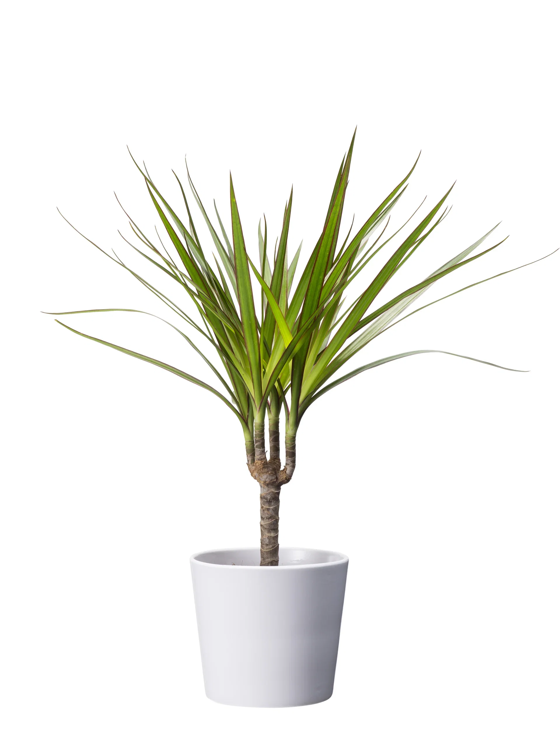 Plantagen Potte Harmoni Ø12 cm