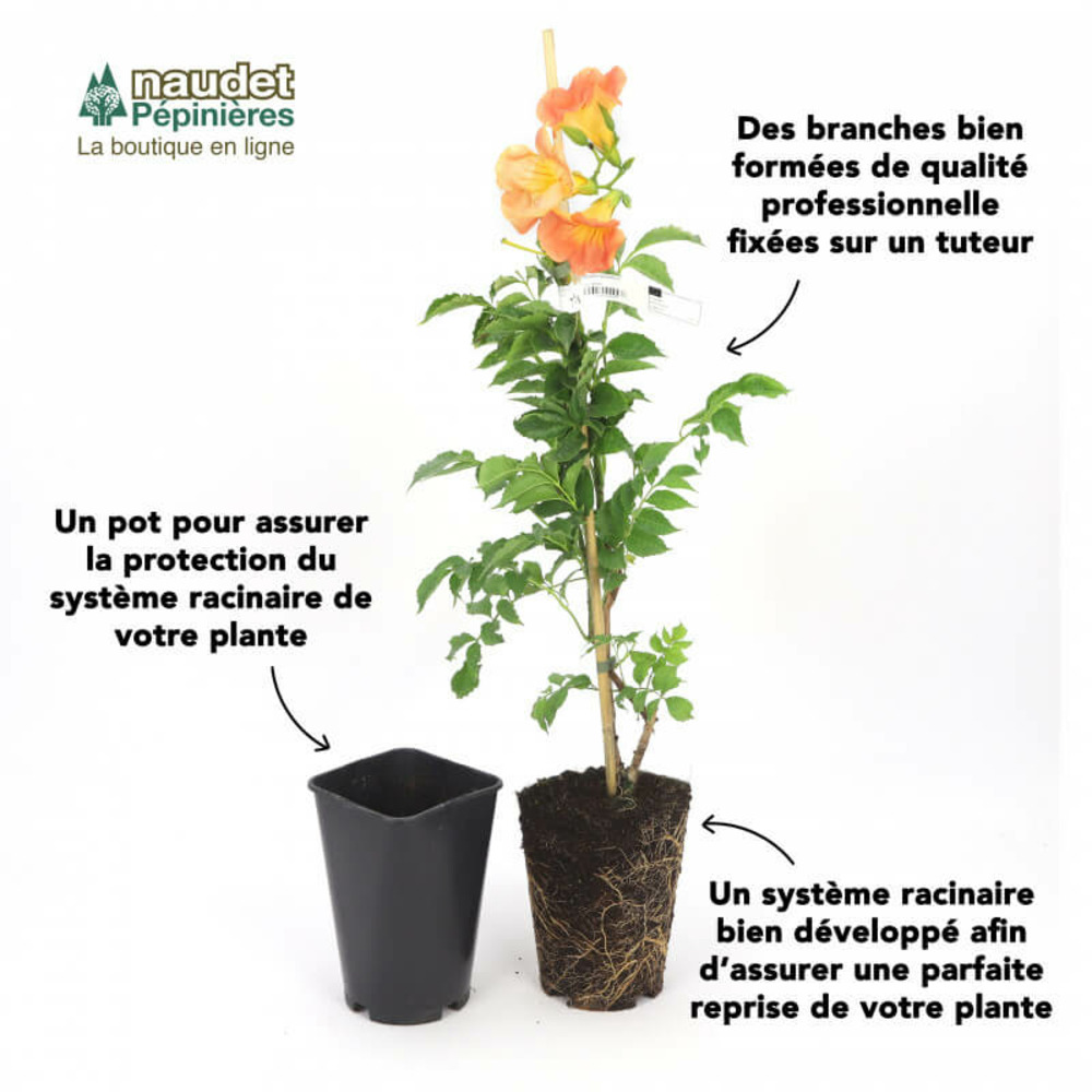 Bignone 'grandiflora' (campsis 'grandiflora') - conteneur 3l - taille 20/40cm