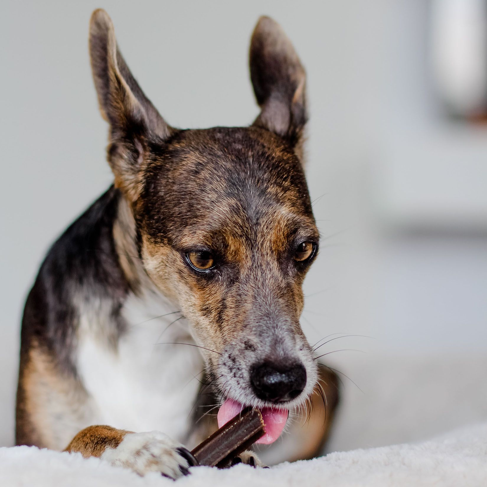 Bellfor Dental Sticks natürliche Zahnreinigung für Hunde
