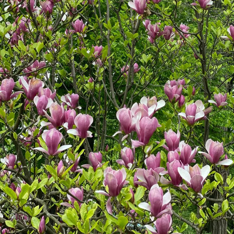 Beverboom - Set van 3 - Magnolia 'Susan' - Hoogte 25-40cm - ⌀9cm