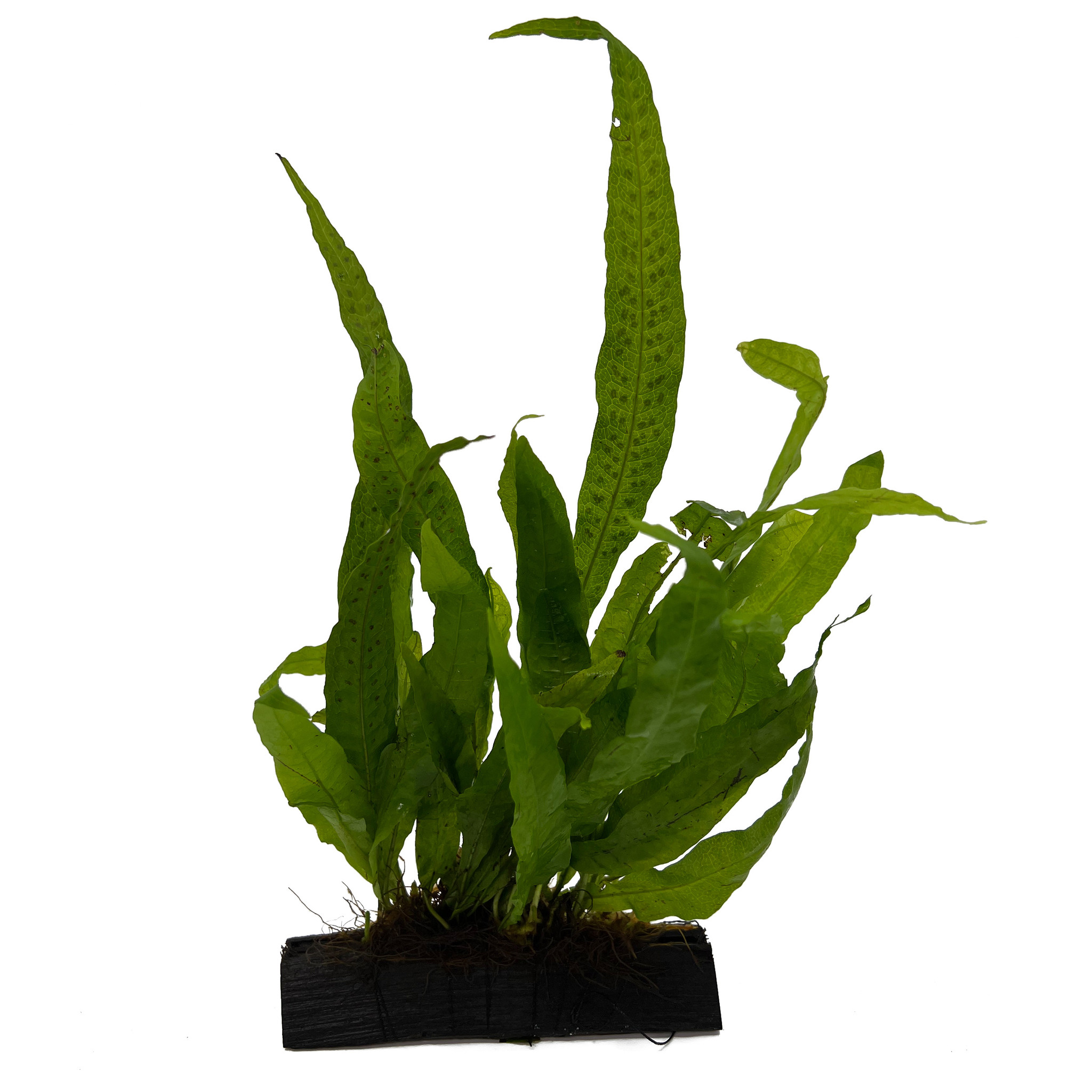 Waterplant Microsorium Pteropus op hout - Medium