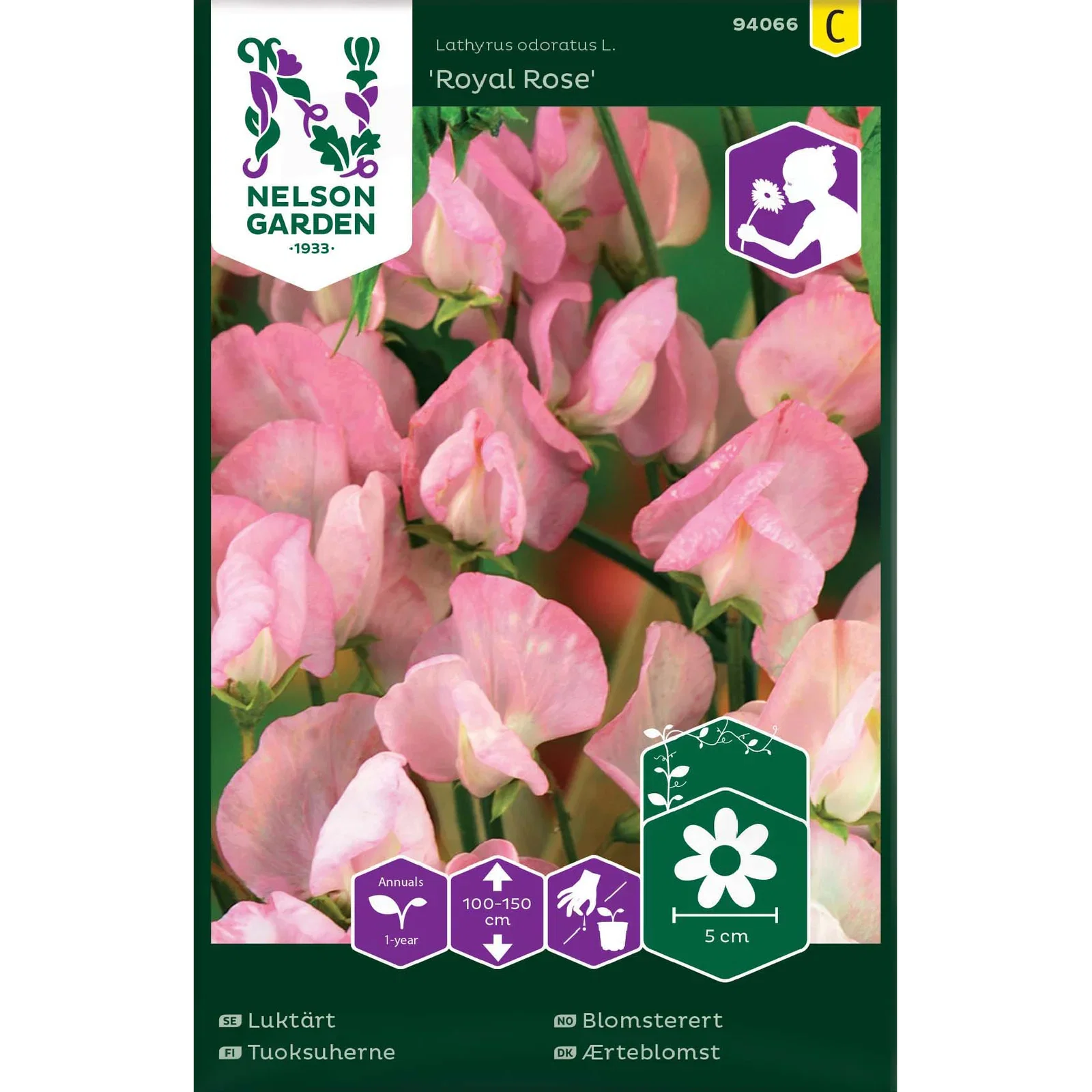Lathyrus odoratus 'Royal Rose Erteblomst 'Royal Rose'