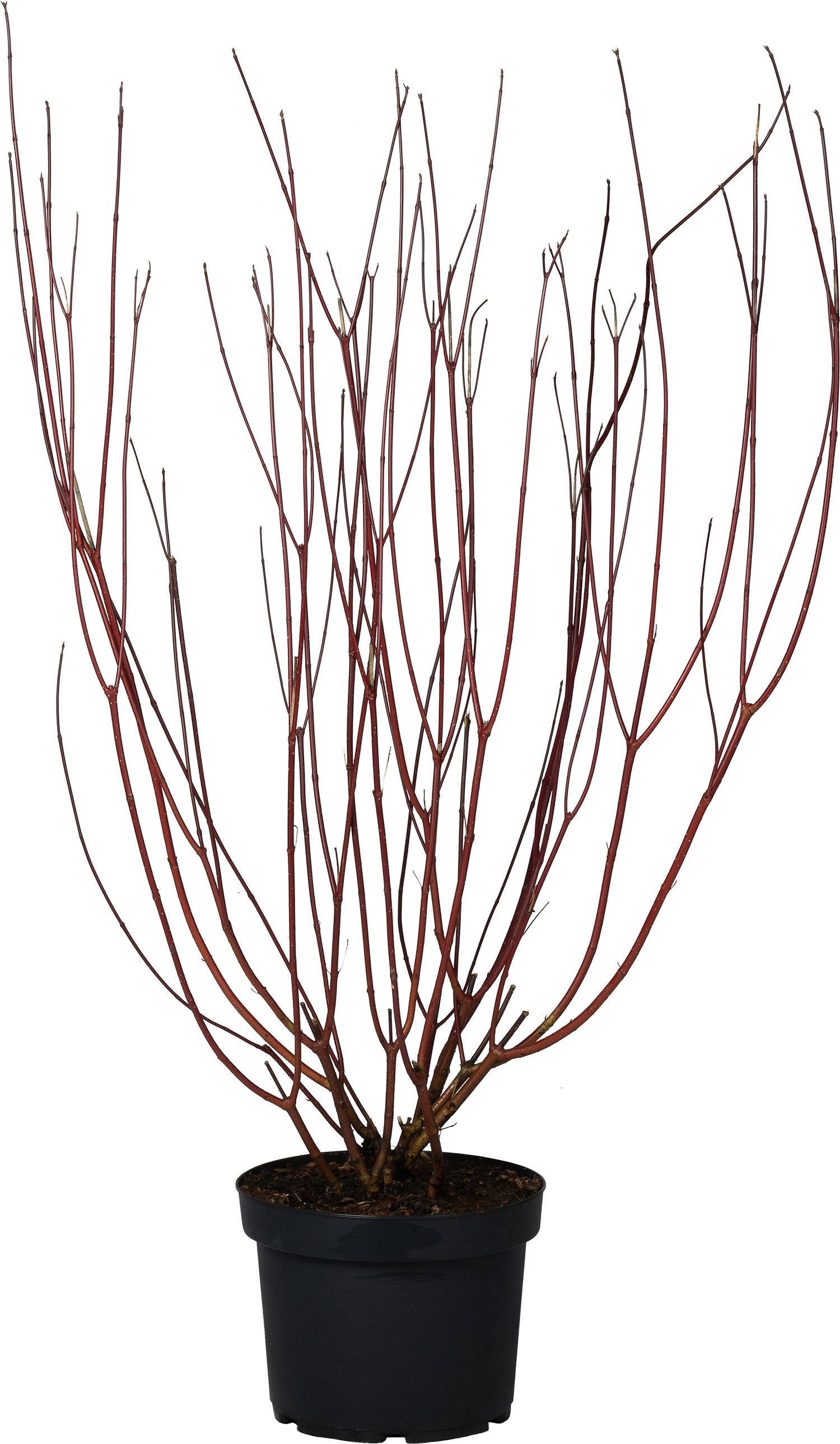 Rode Kornoelje (Cornus alba 'Sibirica') D 29 H 60 cm
