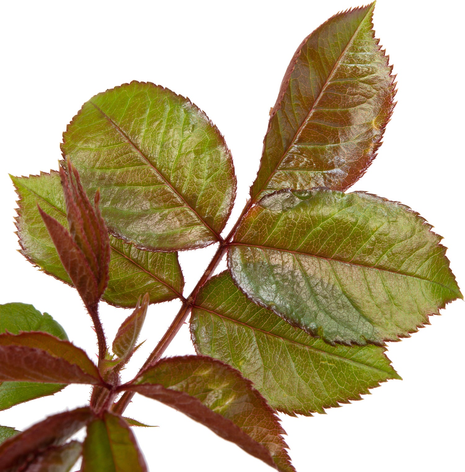 Grootbloemige Roos (Rosa 'Annapurna') D 23 H 25 cm
