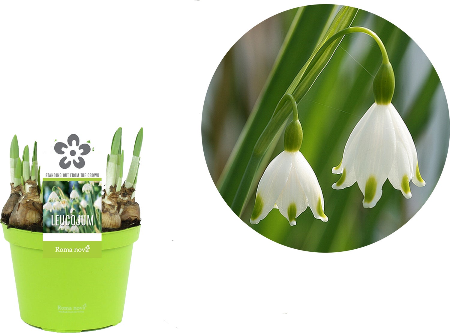 Lenteklokje (Leucojum) D 12 H 14 cm