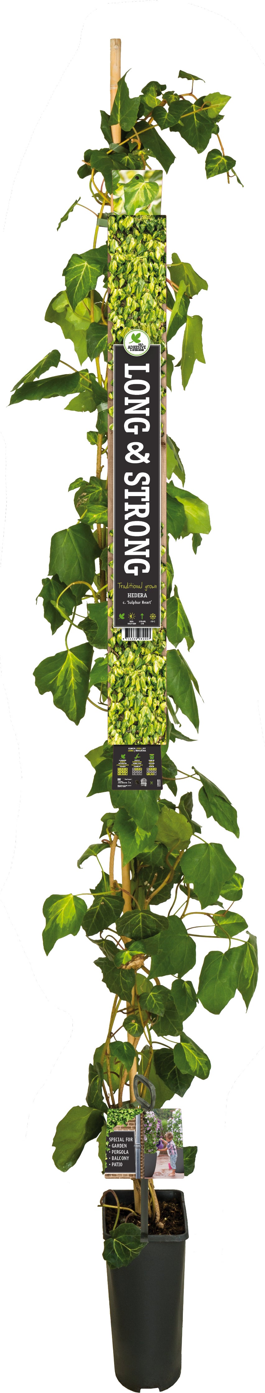 Klimop (Hedera colchica 'Sulphur Heart') D 23 H 210 cm
