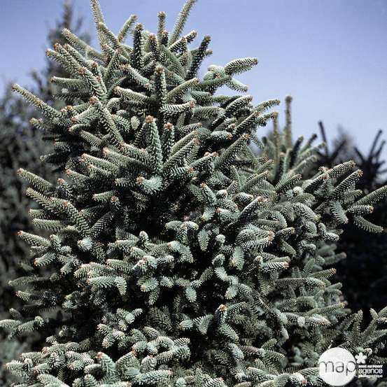 Sapin d'Andalousie pinsapo Aurea 30/40 : pot de 3 litres
