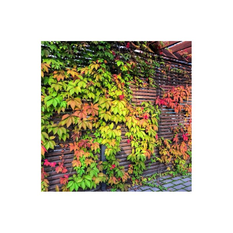 Vigne vierge 'veitchii robusta' - conteneur 3l