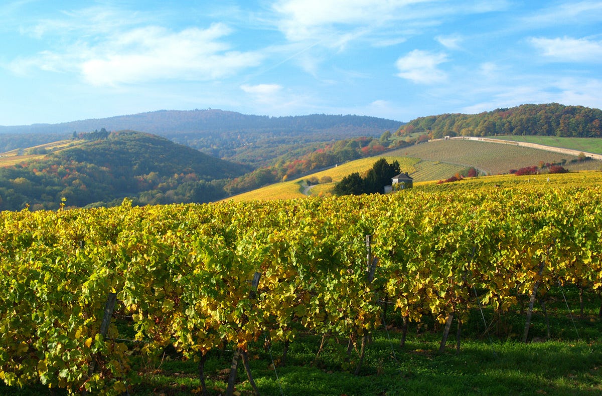 Weinreise Geisenheim