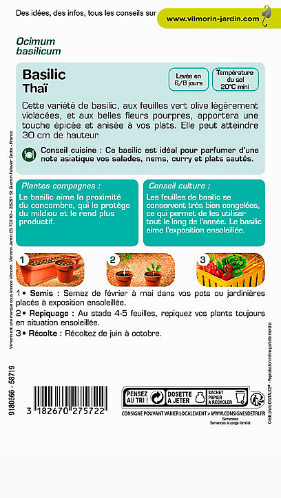 Graines de basilic Thaï VL 2