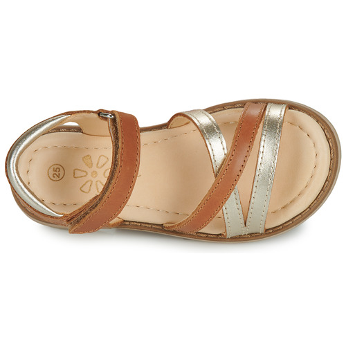Aster - TESSIA - Cognac